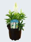 Lupine 'Legendary White Shades' (2ltr)
