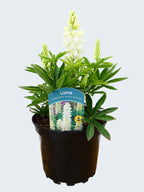 Lupine 'Legendary White Shades' (2ltr)