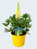 Lupine Legendary Yellow Shades (2ltr)