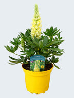 Lupine Legendary Yellow Shades (2ltr)