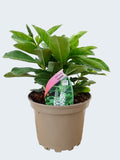 Lysimachia 'Candela' (2ltr)