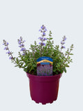 Nepeta 'Purrsian Blue' (2ltr)