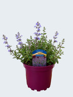 Nepeta 'Purrsian Blue' (2ltr)