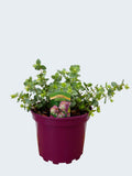 Origanum 'Kent Beauty' (2ltr)