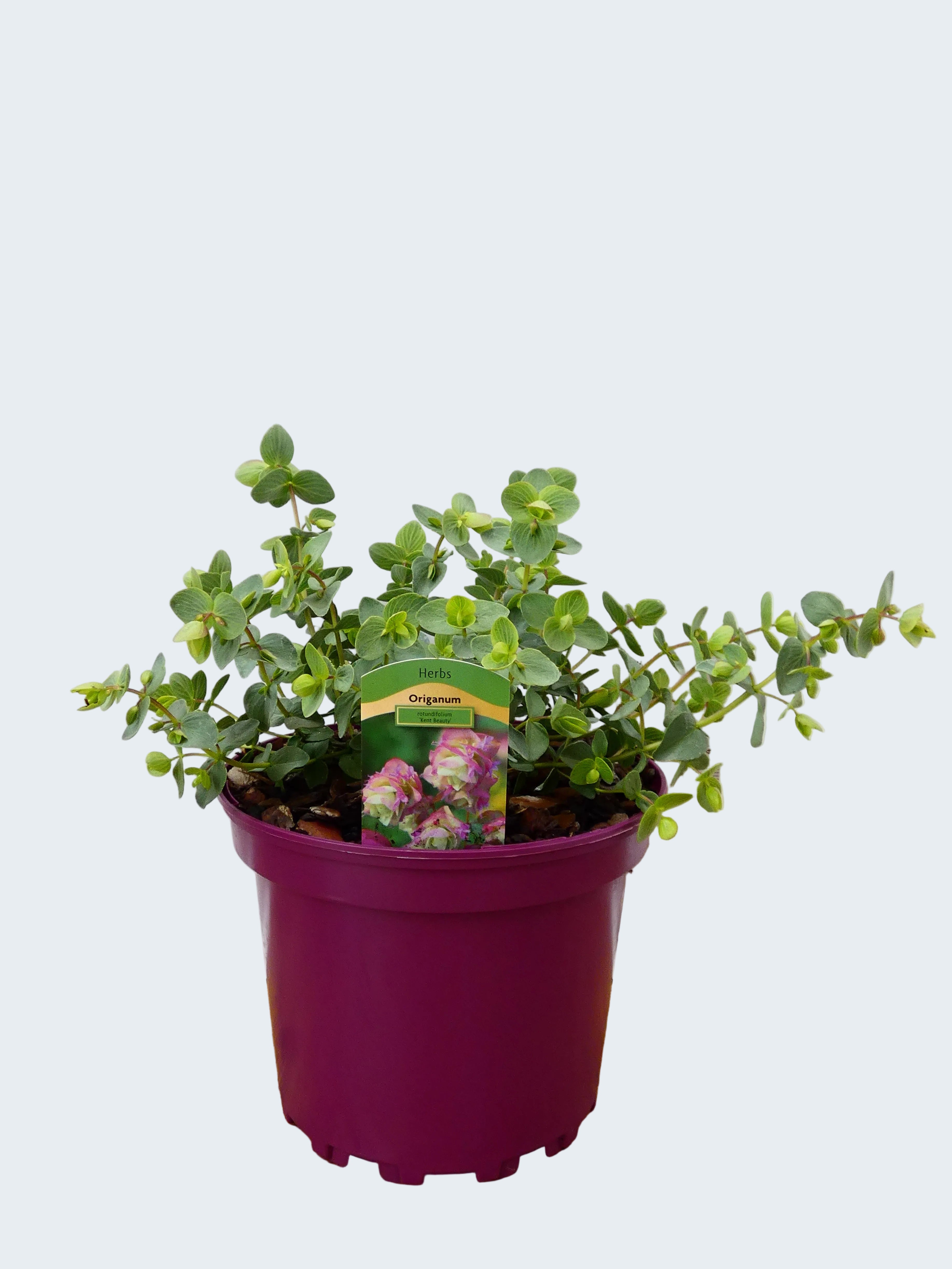 Origanum 'Kent Beauty' (2ltr)