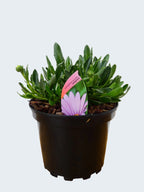 Osteospermum 'Compactum' (2ltr)