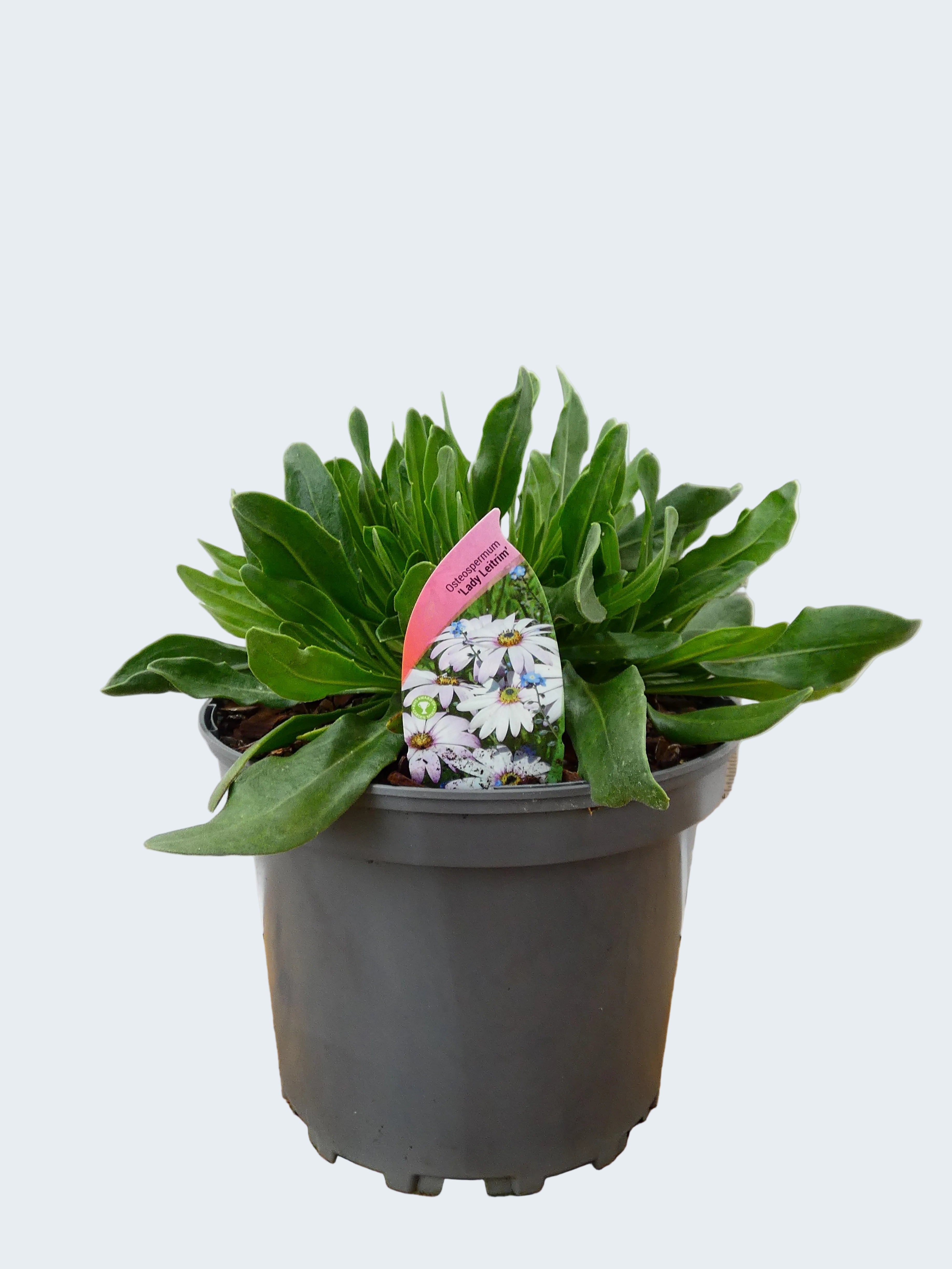 Osteospermum 'Lady Leitrim' (2ltr)