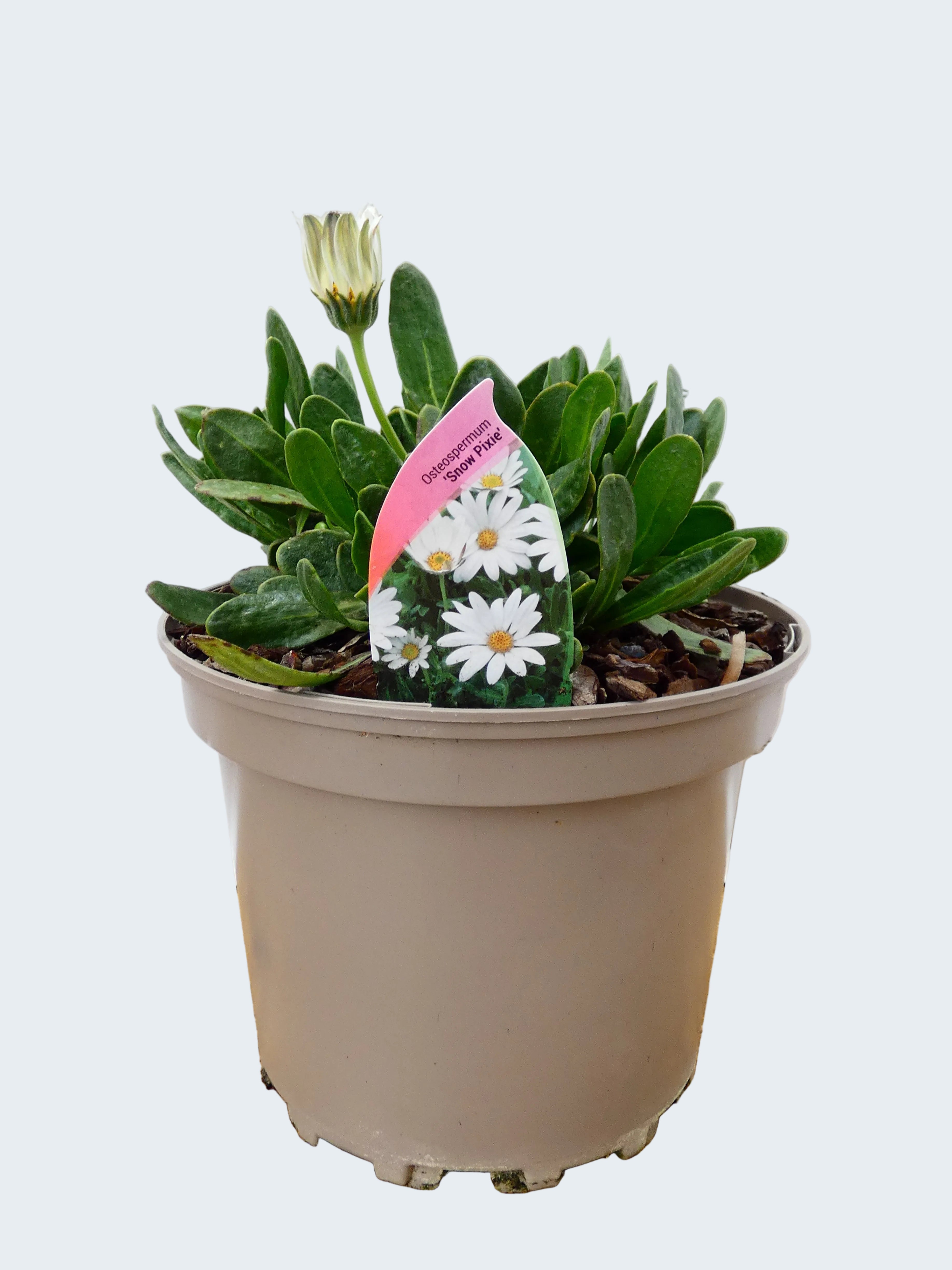 Osteospermum 'Snow Pixie' (2ltr)