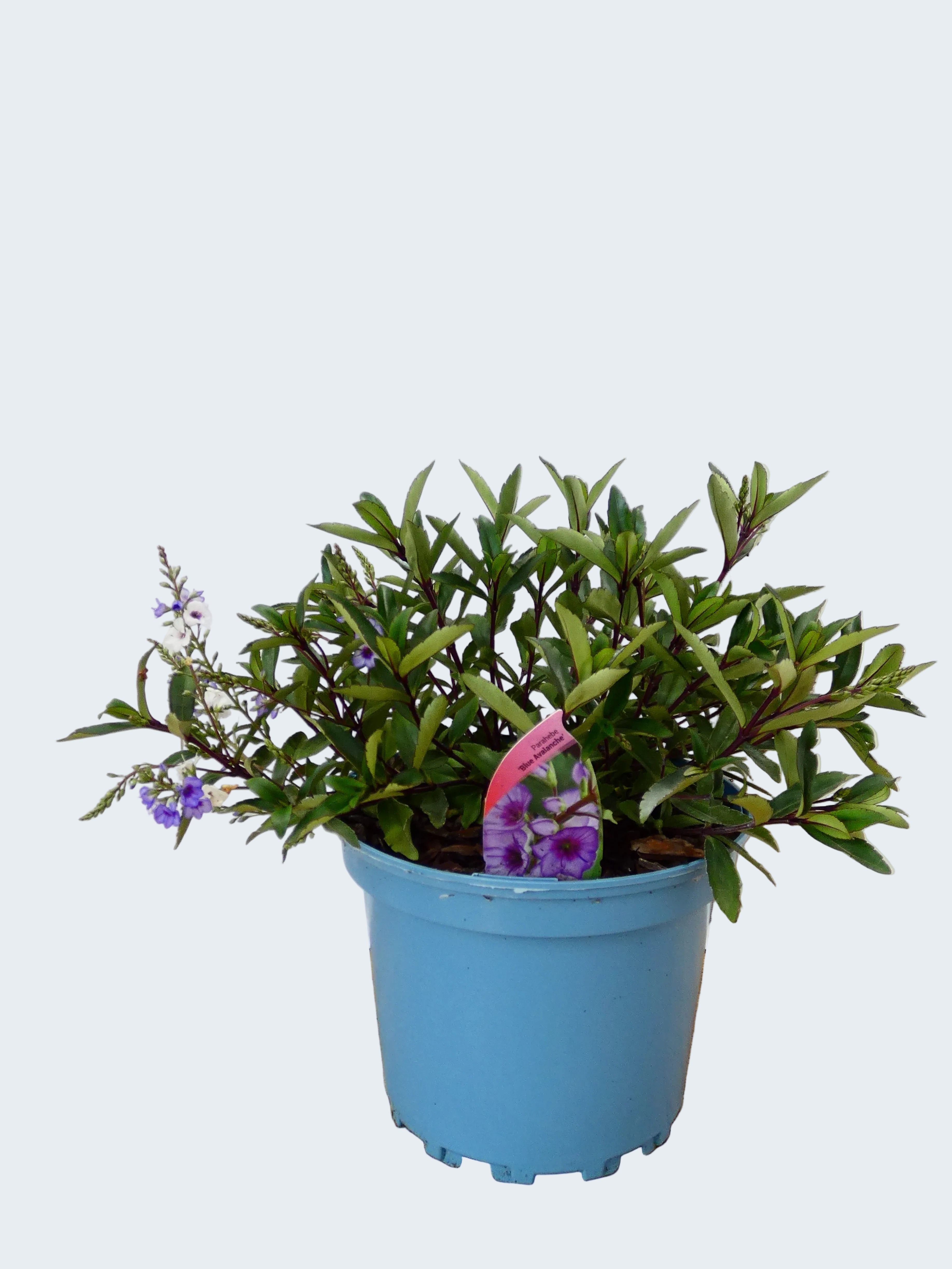 Parahebe 'Blue Avalanche' (2ltr)