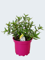 Parahebe 'Pink Avalanche' (2ltr)