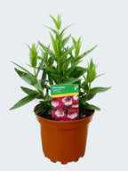 Penstemon Pensham 'Amelia Jayne' (2ltr)