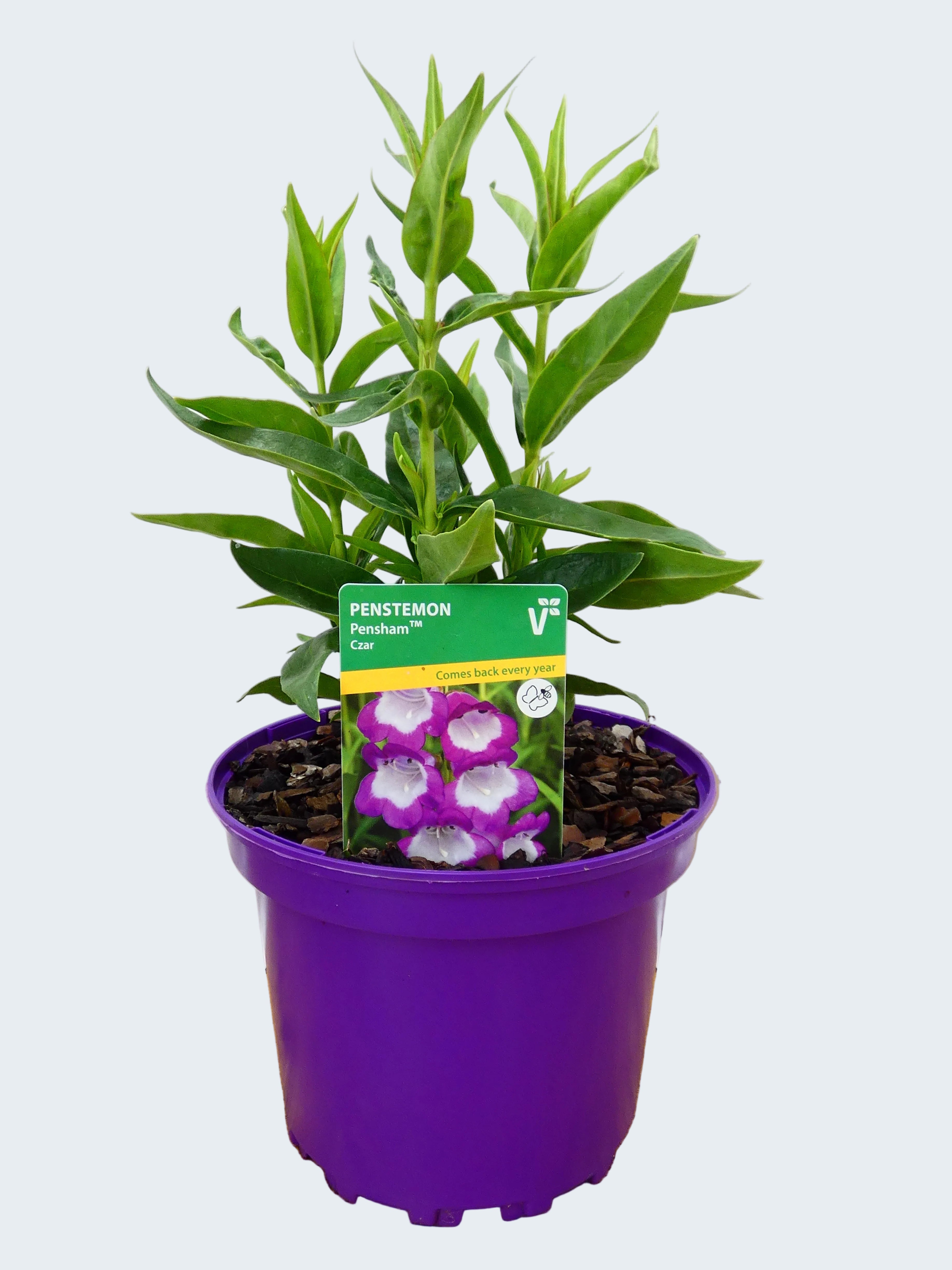 Penstemon Pensham 'Czar' (2ltr)