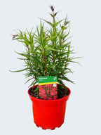 Penstemon Pensham 'Garnet' (2ltr)