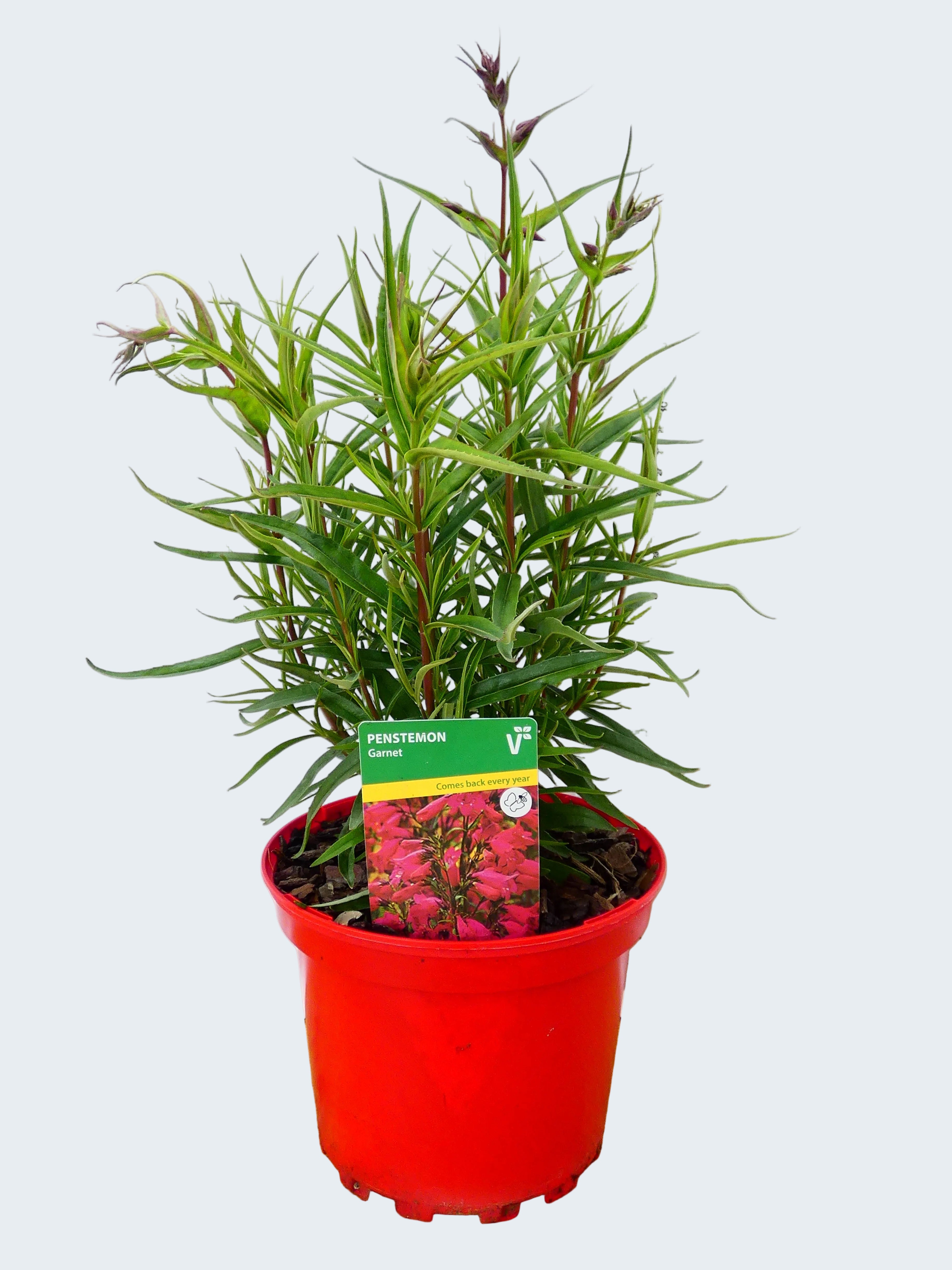 Penstemon Pensham 'Garnet' (2ltr)