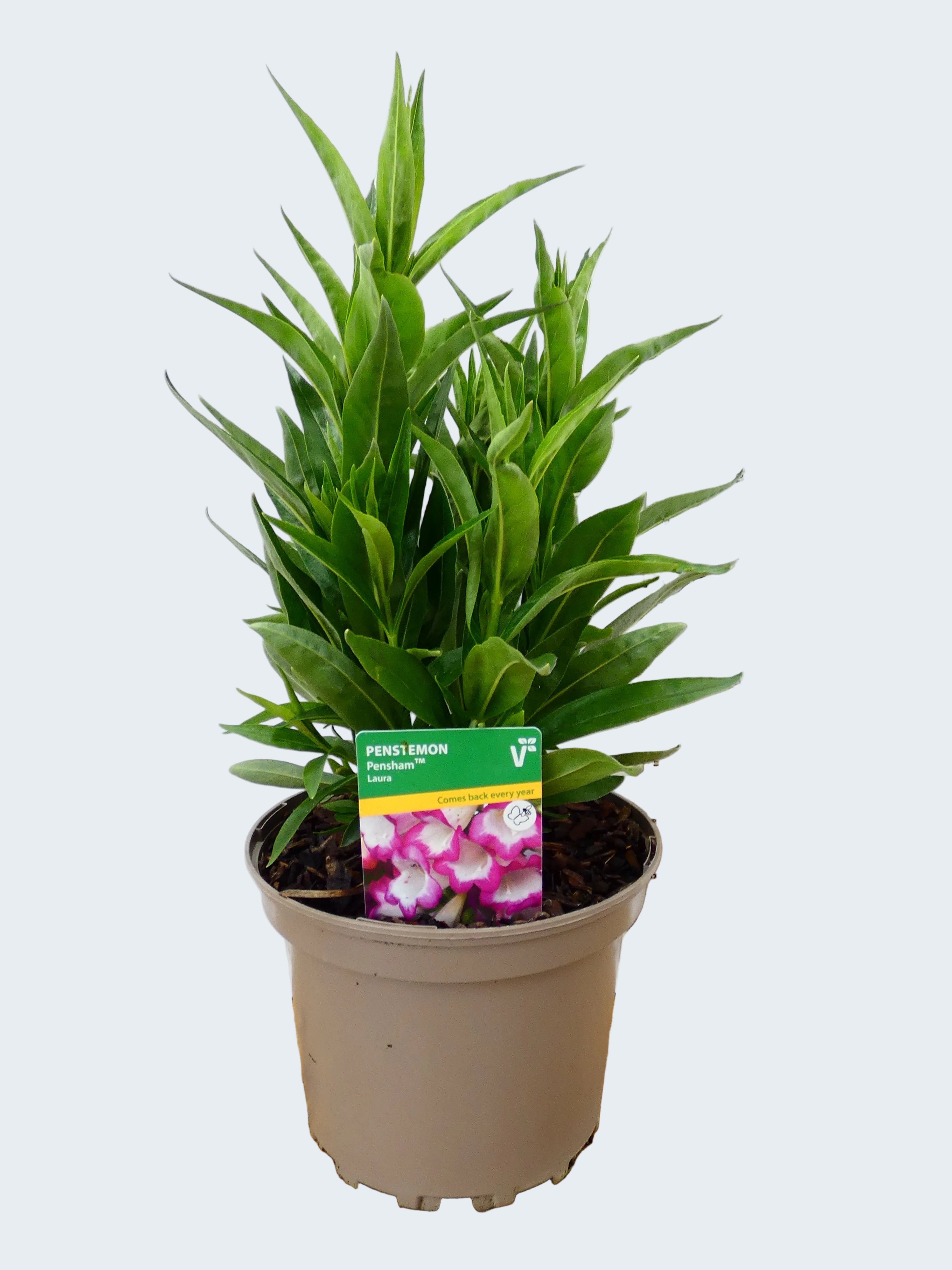 Penstemon Pensham 'Laura' (2ltr)