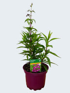 Penstemon Pensham 'Plum Jerkun' (2ltr)