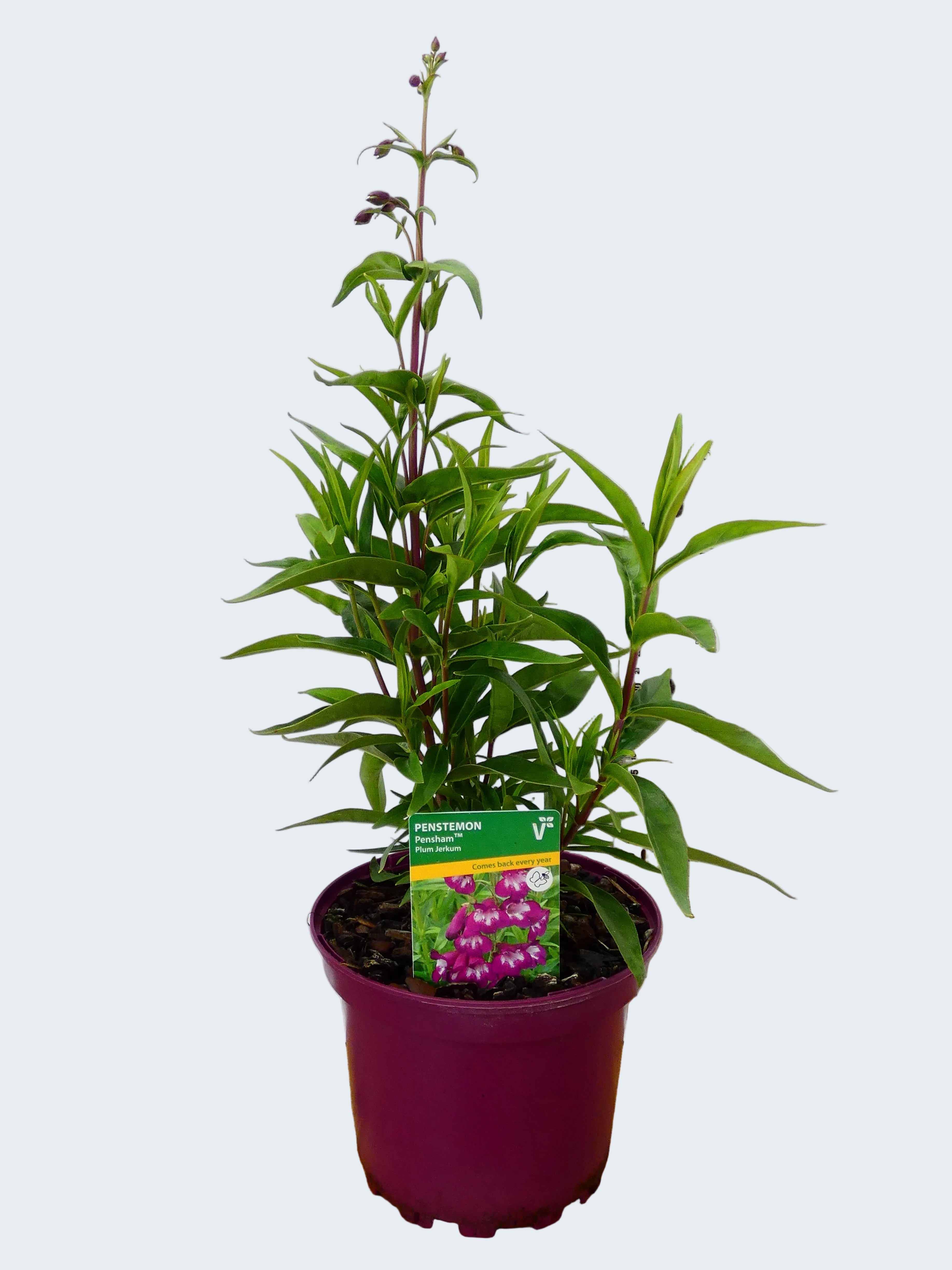 Penstemon Pensham 'Plum Jerkun' (2ltr)