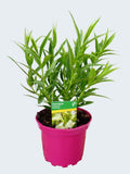 Penstemon Pensham 'Wedding Day' (2ltr)