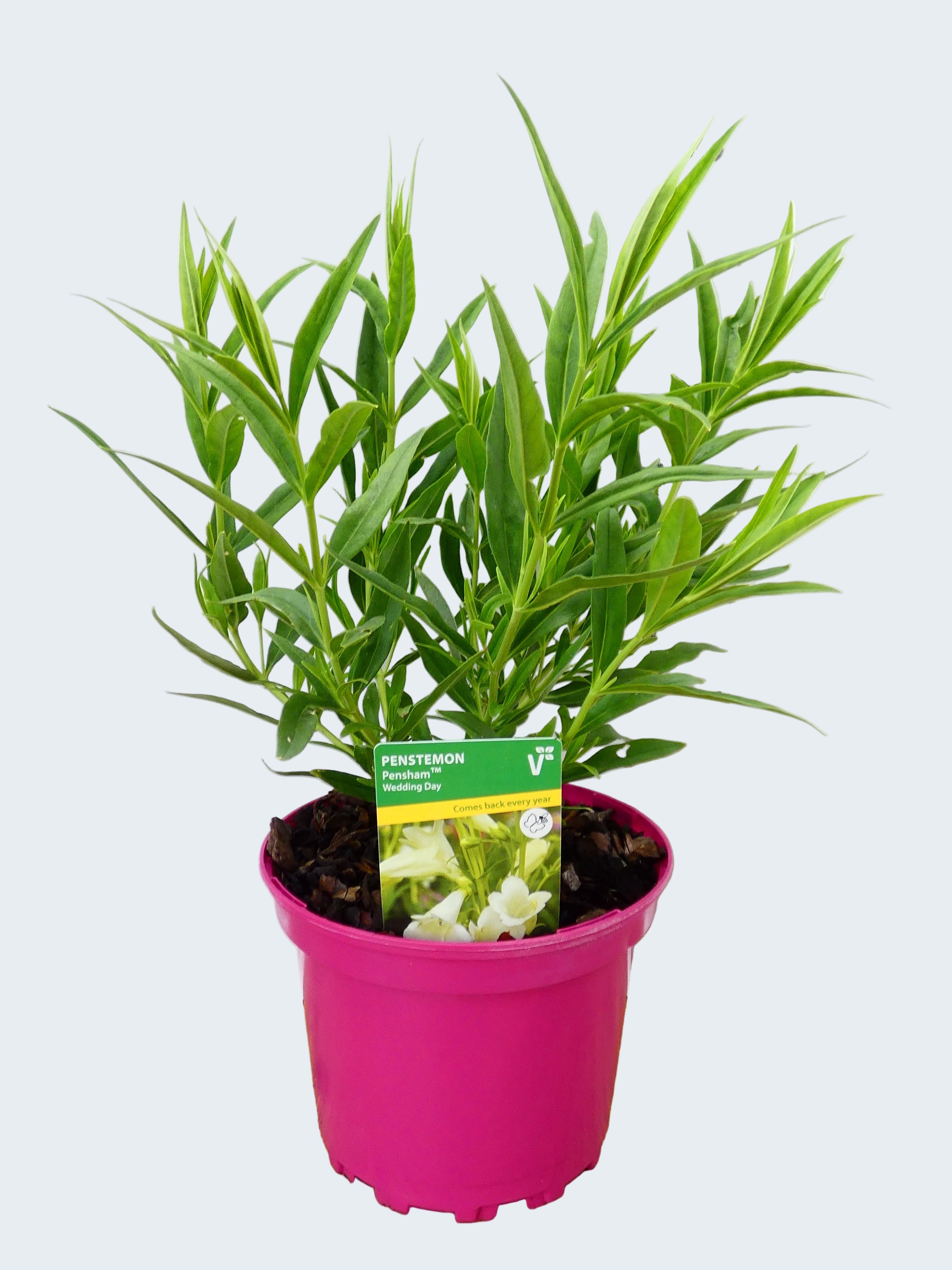 Penstemon Pensham 'Wedding Day' (2ltr)