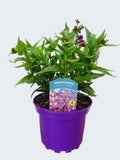 Penstemon Polaris 'Purple' (2ltr)