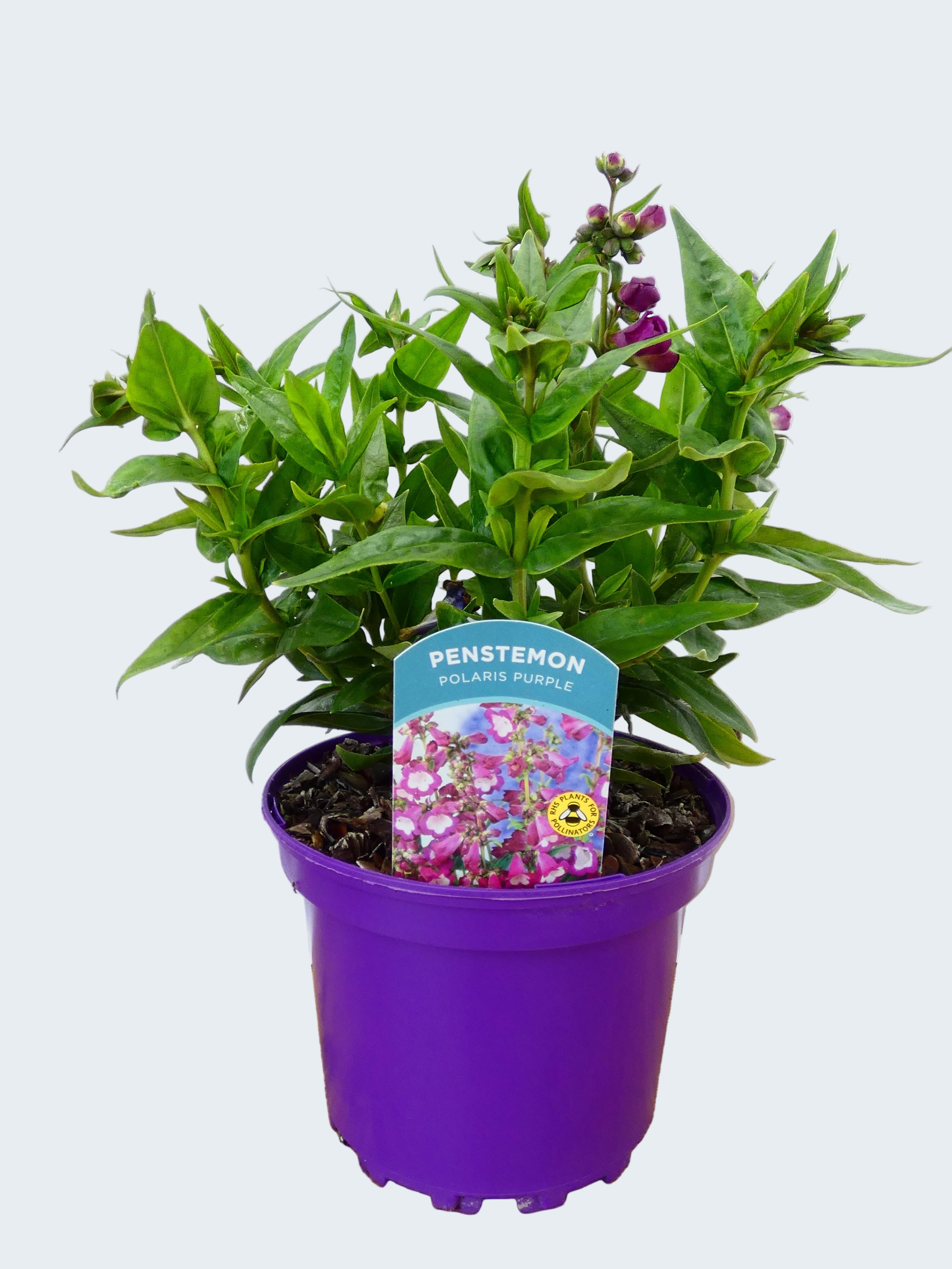 Penstemon Polaris 'Purple' (2ltr)