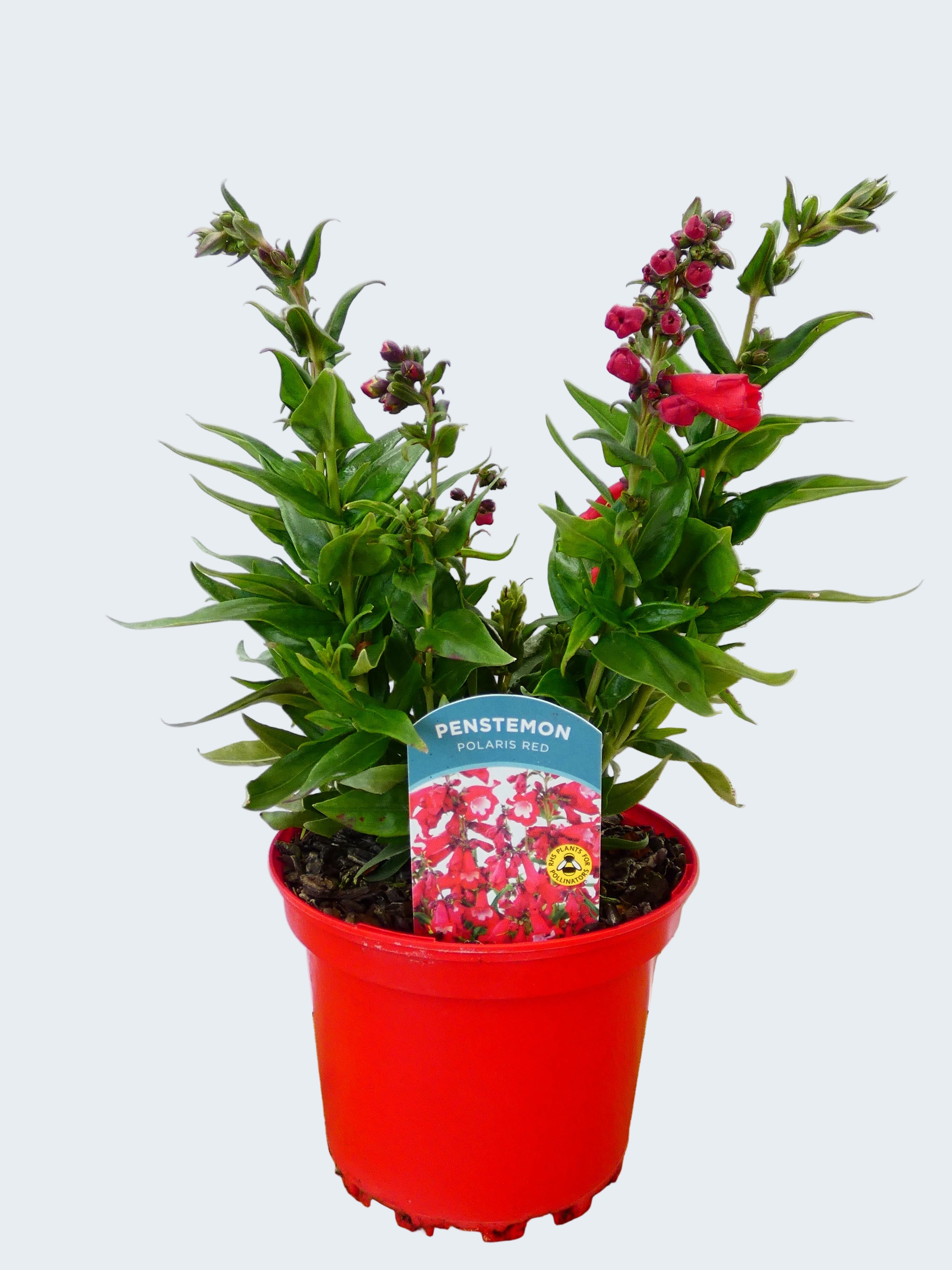 Penstemon Polaris 'Red' (2ltr)