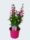 Penstemon Polaris 'Rose' (2ltr)