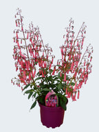Phygelius 'Devils Tears' (2ltr)