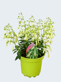 Phygelius Funfare 'Cream' (2ltr)