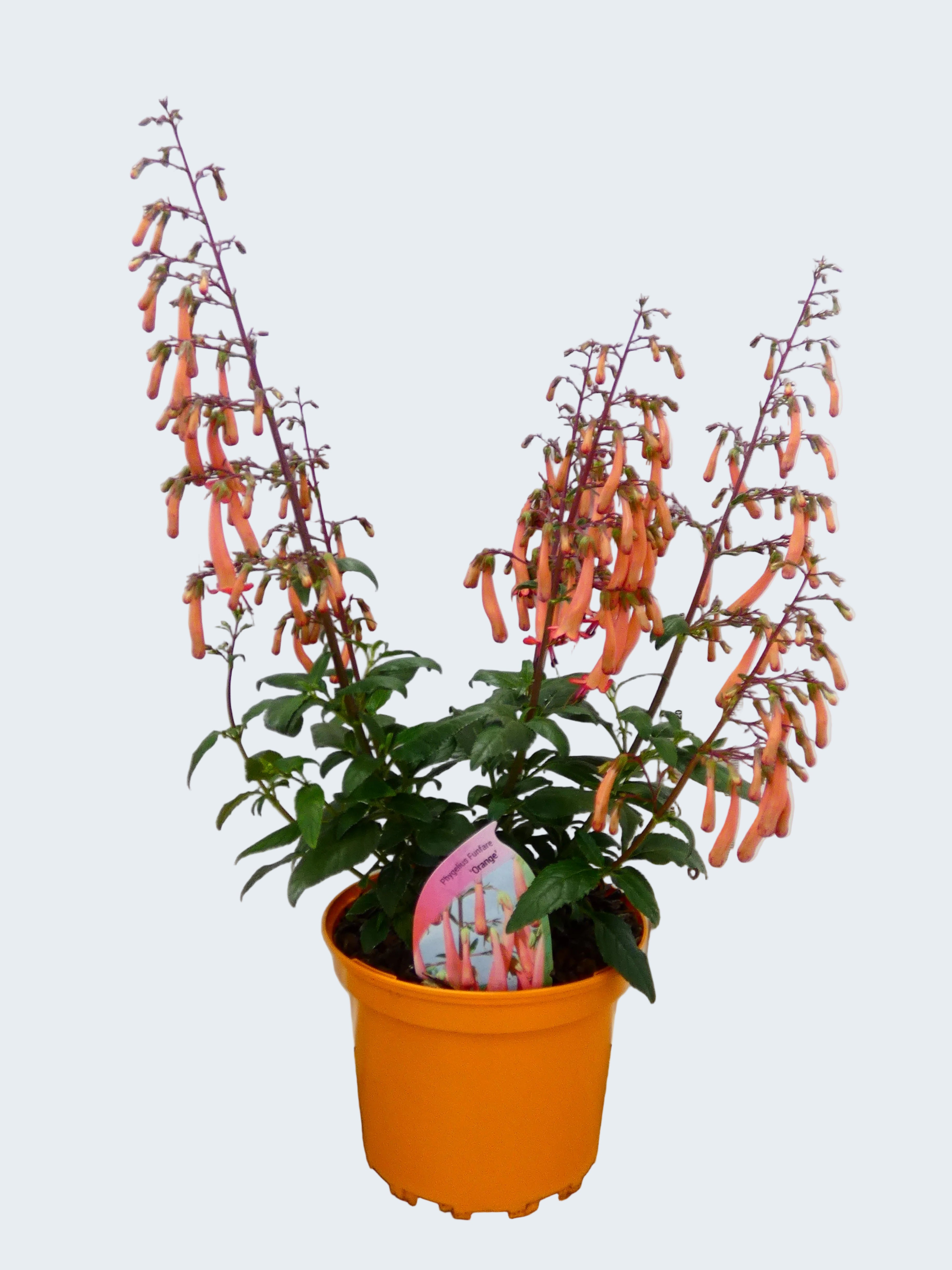 Phygelius Funfare 'Orange' (2ltr)