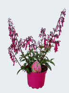 Phygelius Funfare 'Wine' (2ltr)