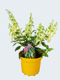 Phygelius 'Moonraker' (2ltr)