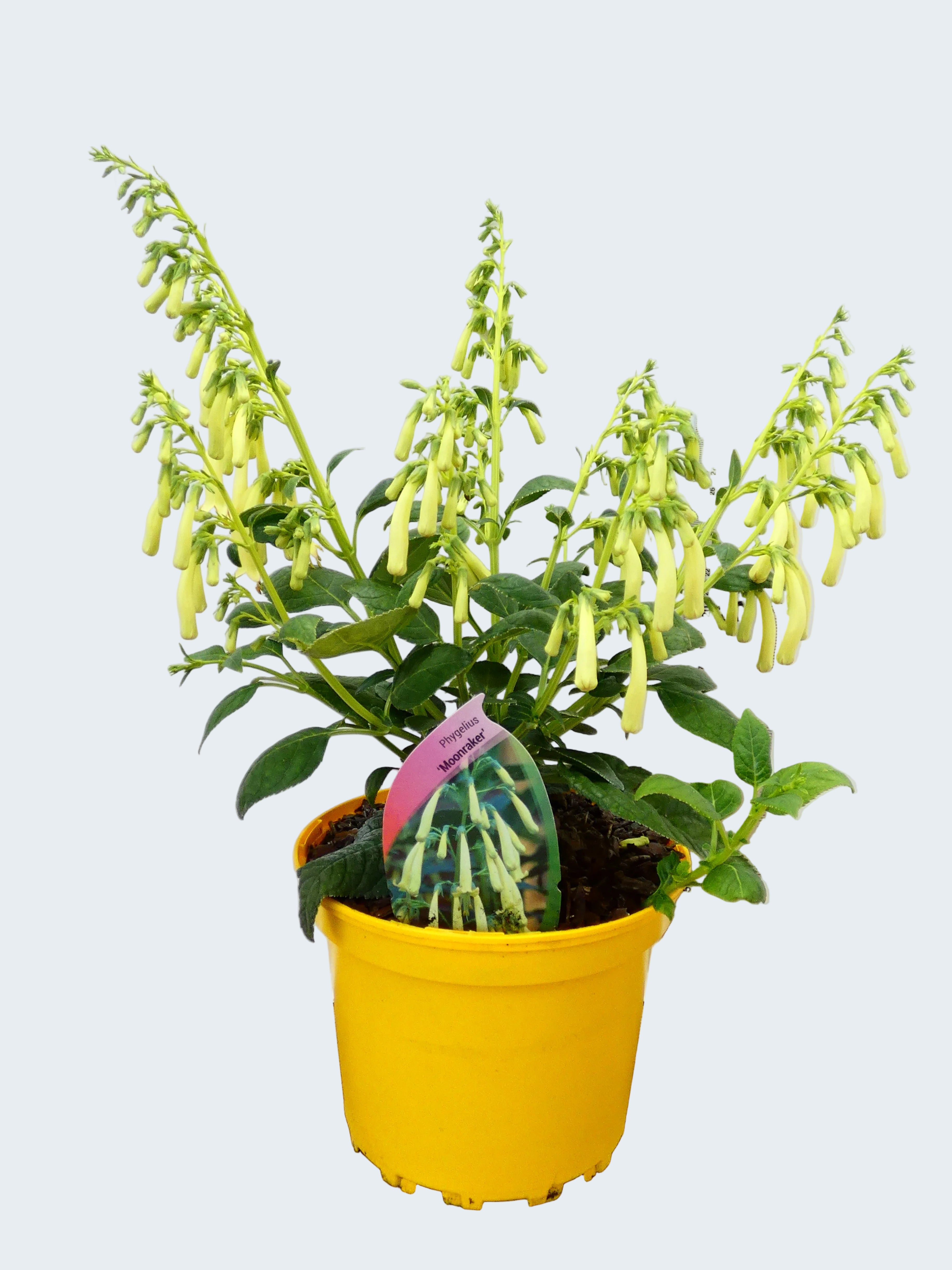 Phygelius 'Moonraker' (2ltr)