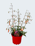 Phygelius 'Salmon Leap' (2ltr)