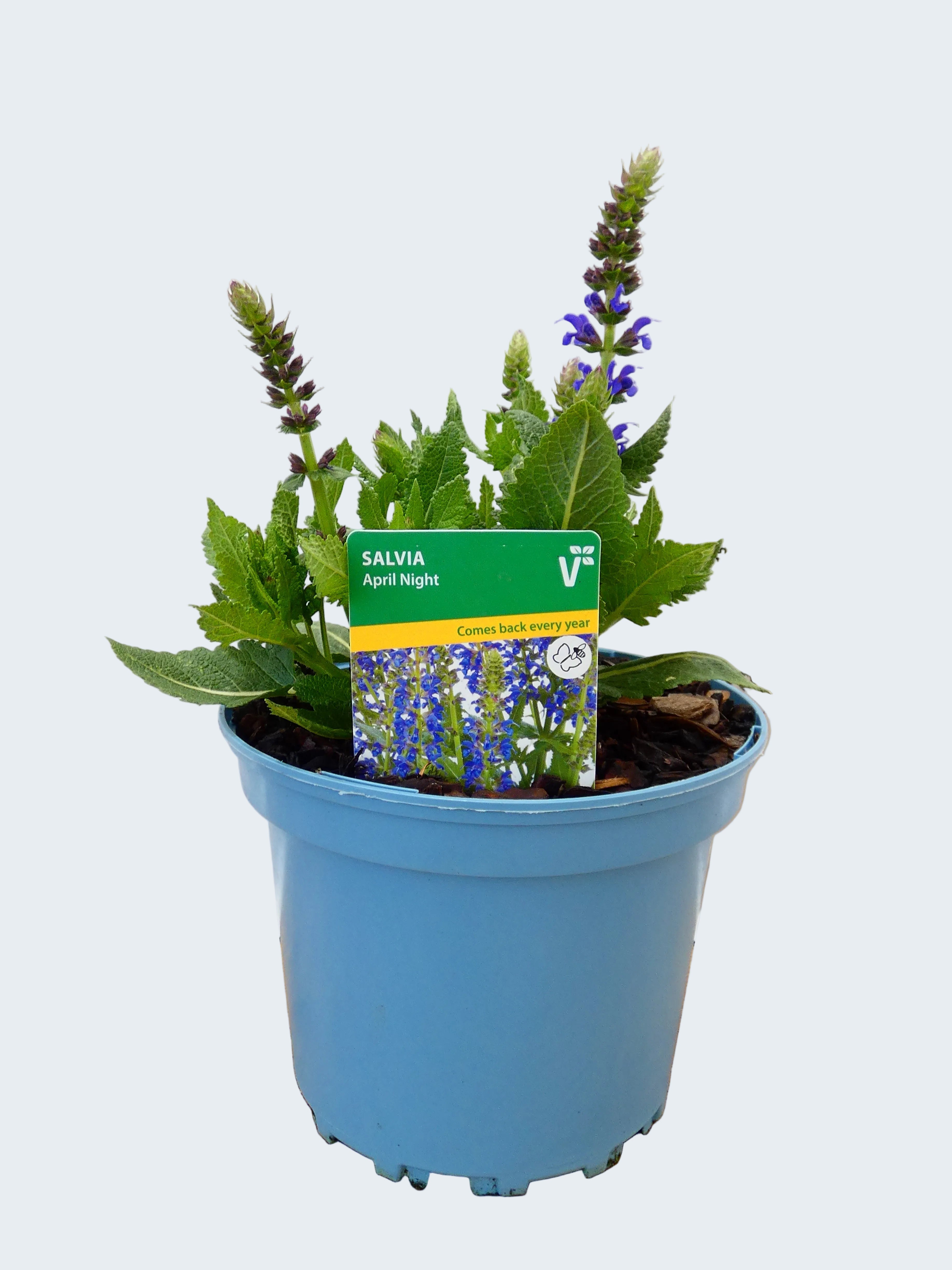 Salvia 'April Night' (2ltr)