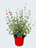 Salvia 'Hotlips' (2ltr)