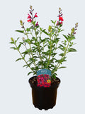 Salvia 'Radio Red' (2ltr)