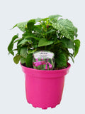A potted green plant with serrated leaves in a bright pink plastic nursery pot, shown on a wooden surface against a white background with a small plant tag and ruler visible.