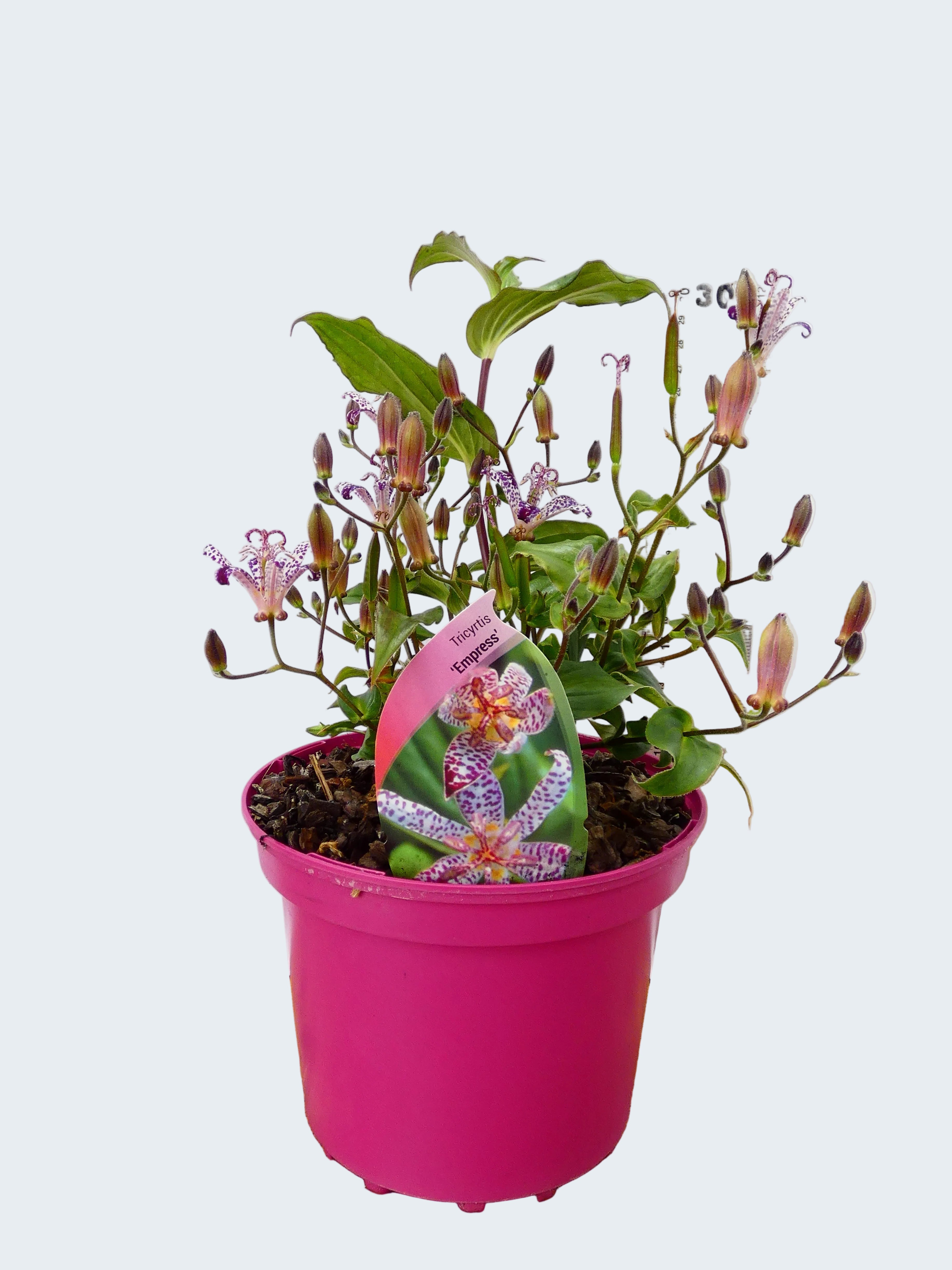 Tricyrtis 'Empress' (2ltr)