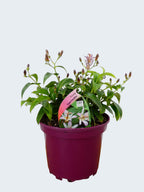 Tricyrtis 'Pink Freckles' (2ltr)