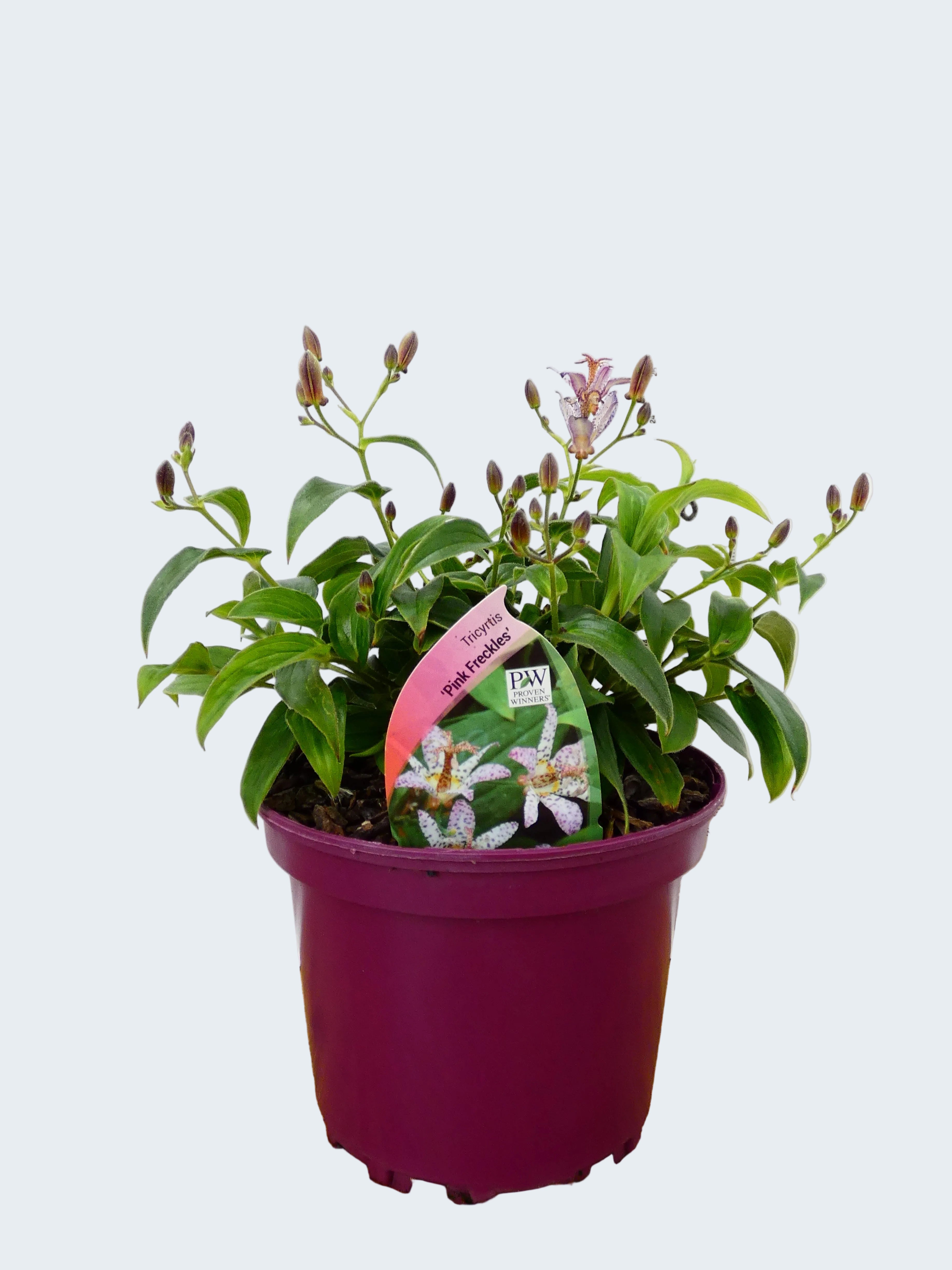 Tricyrtis 'Pink Freckles' (2ltr)