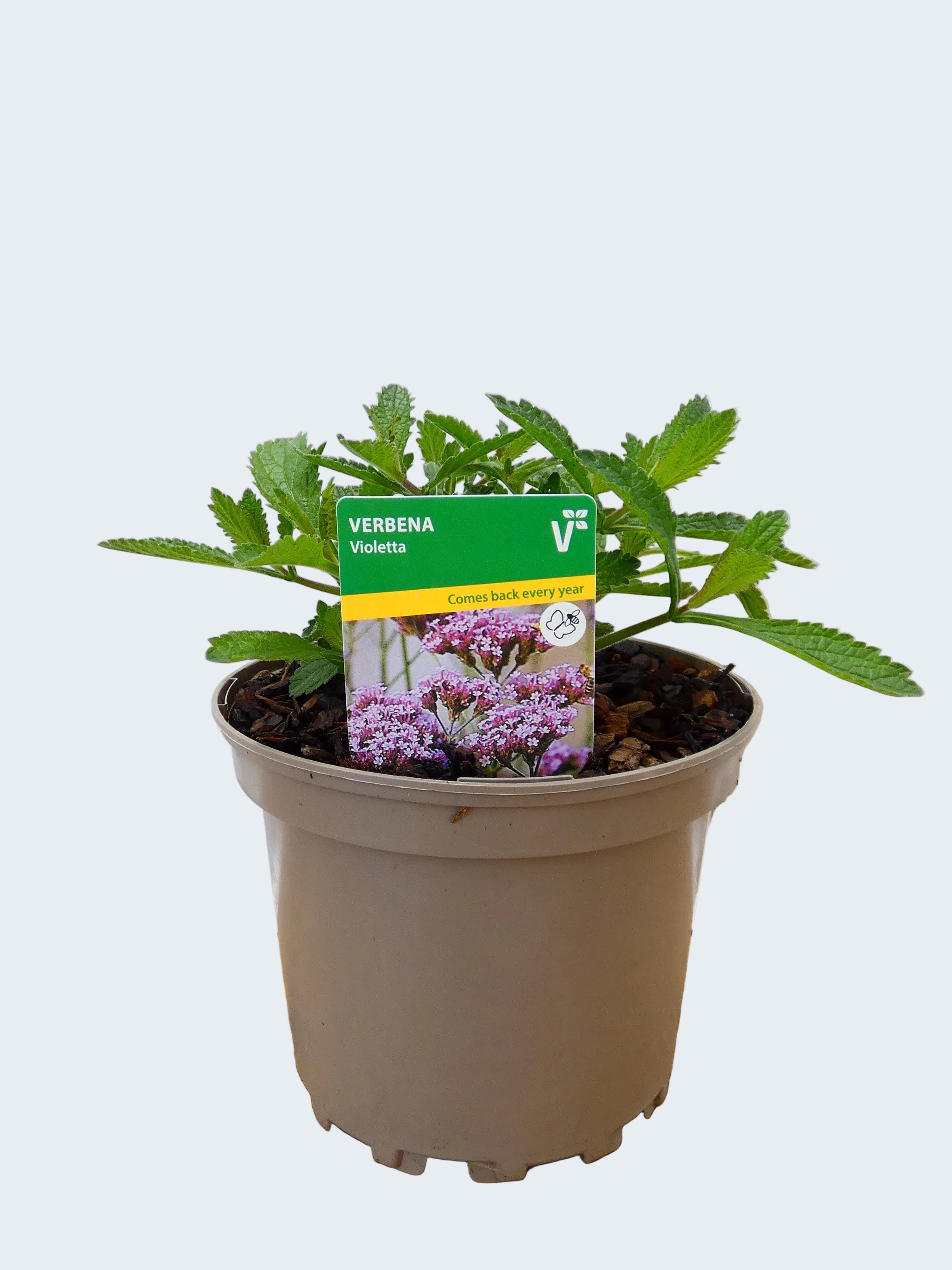 Verbena 'Violetta' (2ltr)