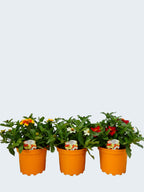 Zinnia Mixed - Different colours available! (2ltr)