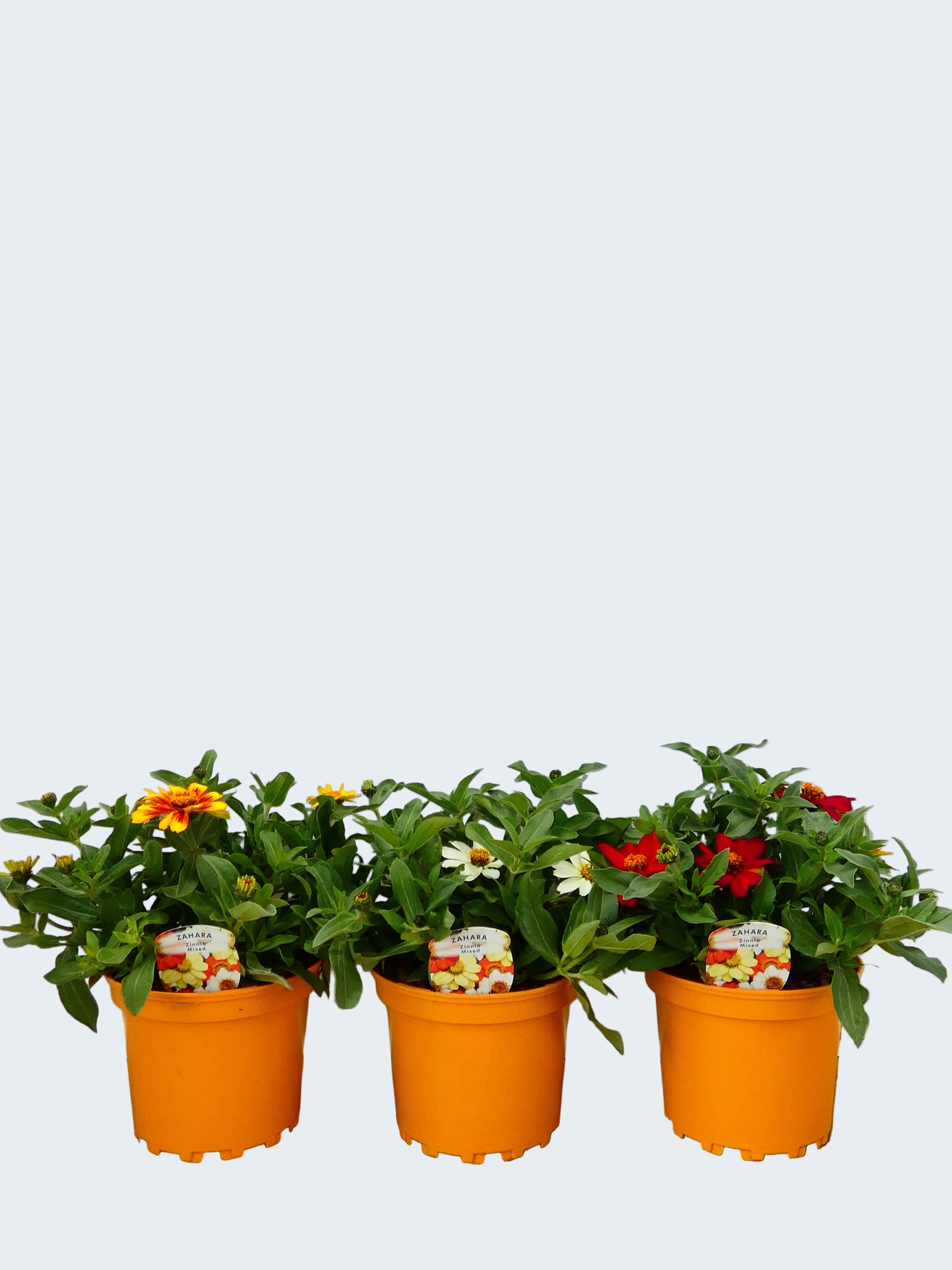 Zinnia Mixed - Different colours available! (2ltr)
