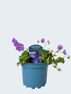 Geranium 'Rozanne' (2ltr)