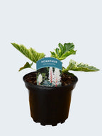 Acanthus 'Whitewater' (2ltr)