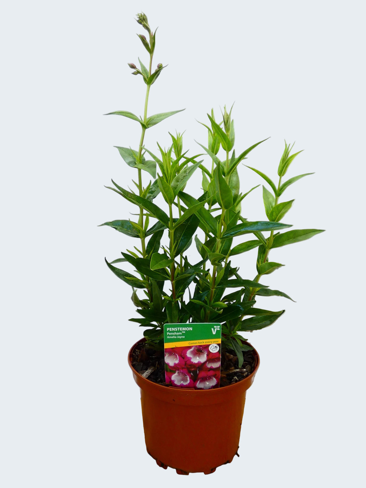 Penstemon Pensham 'Amelia Jayne' (2ltr)